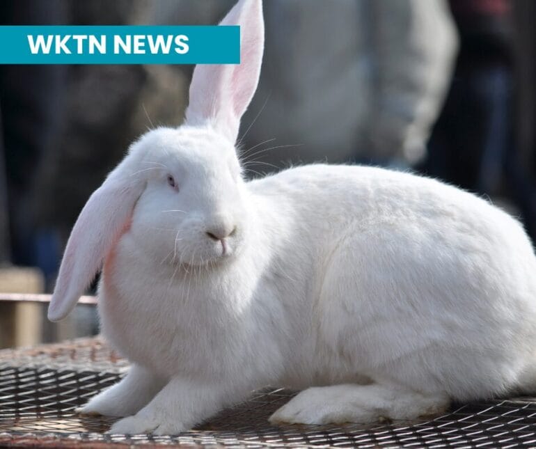 Hop into Learning: Rabbit Clinic and Fun Show for 4-H and FFA Kids ...