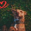 Hardin County Dog Warden Launches Petfinder Listings