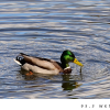 City of Lima Accepting Duck Blind Lottery Registrations August 3–7